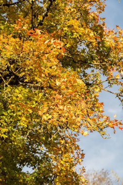 Saint Gallen, İsviçre, 29 Ekim 2025 Acer Monspessulanum veya Montpellier akçaağaç bitkisi botanik bahçesinde