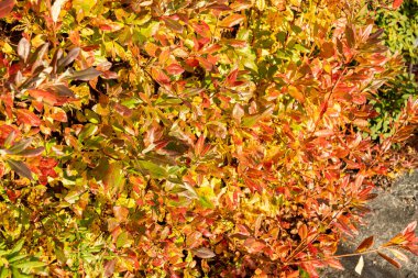 Saint Gallen, İsviçre, 29 Ekim 2025 Rododendron Atlanticum veya botanik bahçesindeki cüce açelya bitkisi