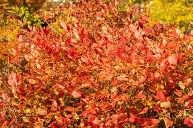 Saint Gallen, İsviçre, 29 Ekim 2025 Vaccinium Corymbosum Bluecrop veya botanik bahçesindeki mavi yaban mersini fabrikası