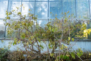 Saint Gallen, İsviçre, 3 Kasım 2025 Batı Cephalanthus ya da botanik bahçesindeki çalı bitkisi