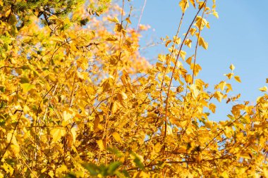 Saint Gallen, İsviçre, 3 Kasım 2025 Physocarpus Opulifolius ya da botanik bahçesindeki sıradan bir dokuz kabuklu bitki.