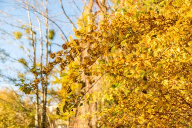 Saint Gallen, İsviçre, 3 Kasım 2025 Physocarpus Opulifolius ya da botanik bahçesindeki sıradan bir dokuz kabuklu bitki.