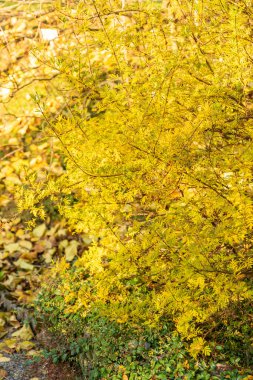 Saint Gallen, İsviçre, 3 Kasım 2025 Persica Laciniata Şırıngası veya botanik bahçesindeki İran leylak bitkisi