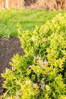 Saint Gallen, İsviçre, 13 Kasım 2025 Ruscus Aculeatus veya botanik bahçesindeki kasap süpürgesi fabrikası