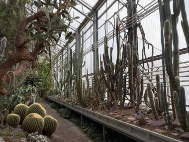 Saint Gallen, İsviçre, 22 Kasım 2025 Botanik Bahçesinde farklı tropikal bitkiler sergilenmektedir.