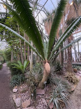 Saint Gallen, İsviçre, 22 Kasım 2025 Botanik Bahçesinde farklı tropikal bitkiler sergilenmektedir.