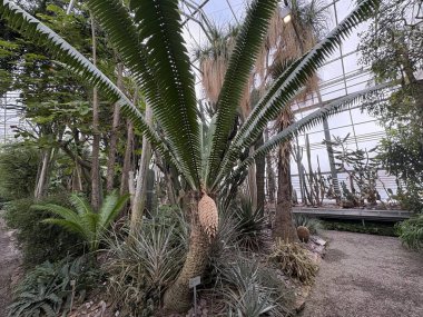 Saint Gallen, İsviçre, 22 Kasım 2025 Botanik Bahçesinde farklı tropikal bitkiler sergilenmektedir.