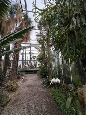 Saint Gallen, İsviçre, 22 Kasım 2025 Botanik Bahçesinde farklı tropikal bitkiler sergilenmektedir.