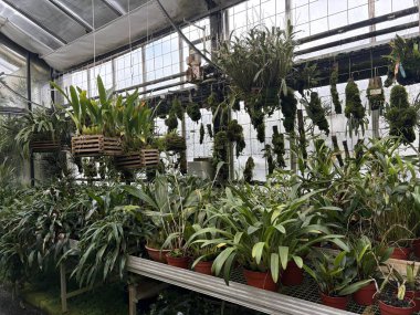 Saint Gallen, İsviçre, 22 Kasım 2025 Botanik Bahçesinde farklı tropikal bitkiler sergilenmektedir.