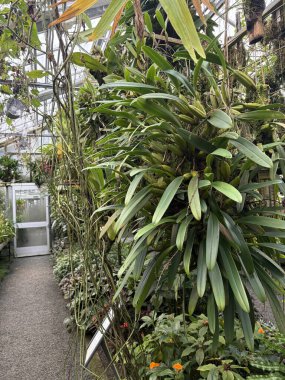 Saint Gallen, İsviçre, 22 Kasım 2025 Botanik Bahçesinde farklı tropikal bitkiler sergilenmektedir.