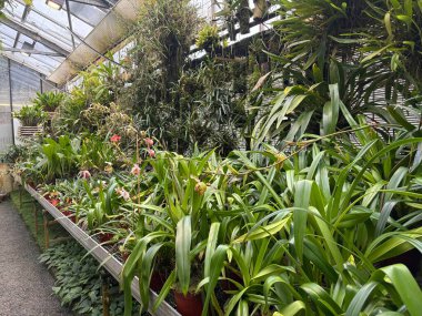 Saint Gallen, İsviçre, 22 Kasım 2025 Botanik Bahçesinde farklı tropikal bitkiler sergilenmektedir.