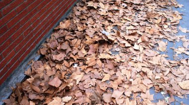 Kaldırımda güzel sonbahar yaprakları