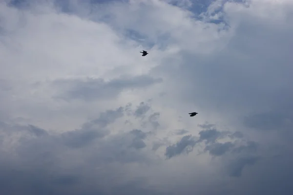 푸른 하늘에 두 개의 새 — 스톡 사진