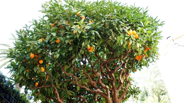 Orange tree in winter, Monaco — Stock Photo, Image