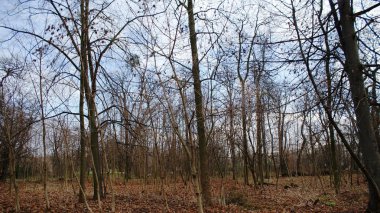 Paris, kış veya sonbahar orman Fransız