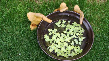 Üç ördek komik anıt 