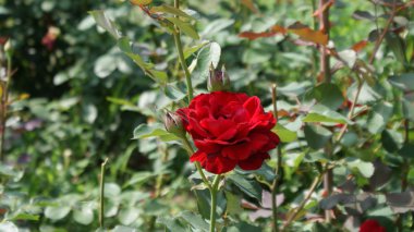 Seul Olimpiyat Parkı güzel gül