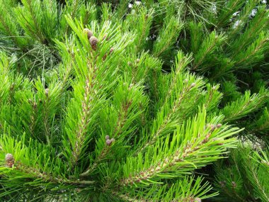 Güzel Asyalı çiçekler Olimpiyat Parkı