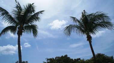 Dominicana gökyüzünde önünde palmiye ağaçları