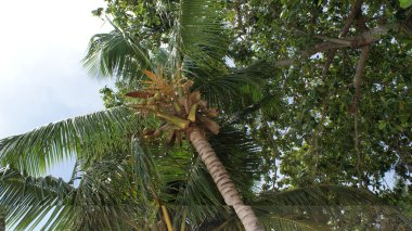 Dominicana gökyüzünde önünde palmiye ağaçları