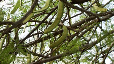 Dominicana gökyüzünde önünde palmiye ağaçları