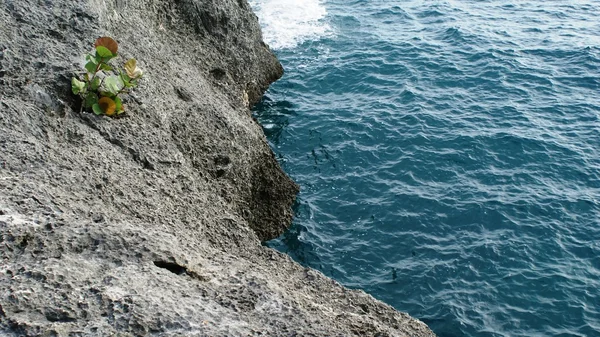 Plajă relaxantă în Marea Carribeană, Dominicana — Fotografie, imagine de stoc