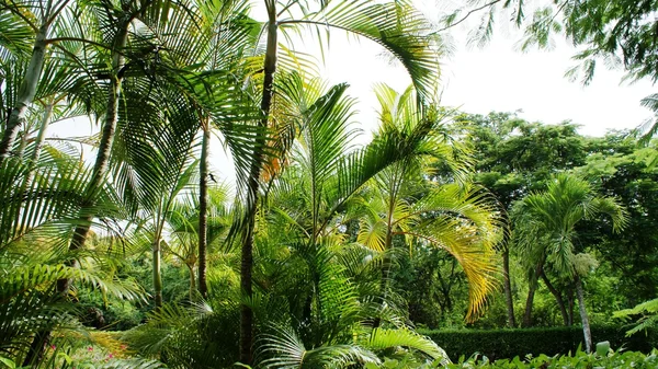 Piękne rośliny w Dominicana, Carribeans — Zdjęcie stockowe