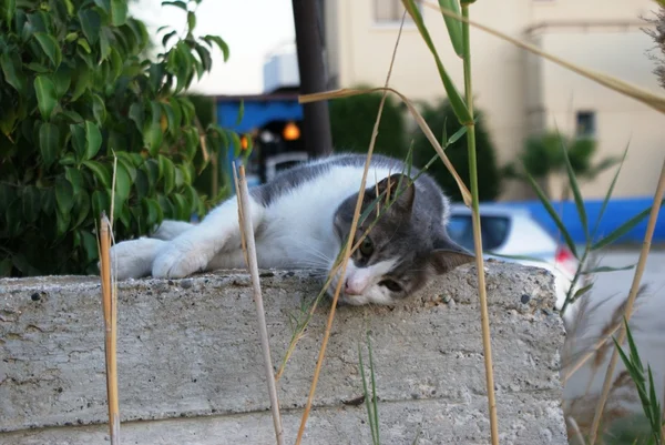 Pequeño gato está acostado en un tablero — Foto de Stock