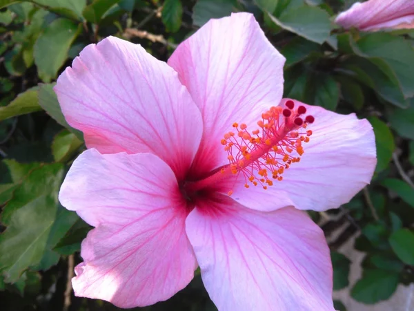 Pritty flor de color rosa — Foto de Stock