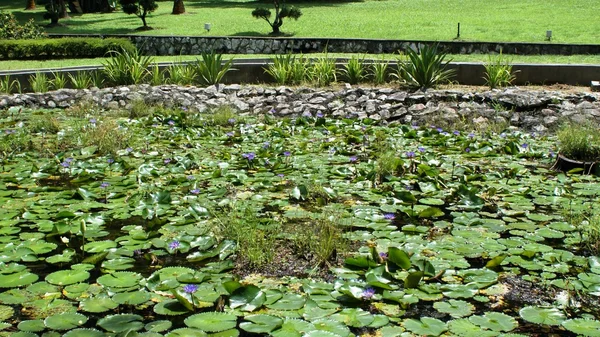 Malaysiska flora, en massa grönt gräs och park — Stockfoto