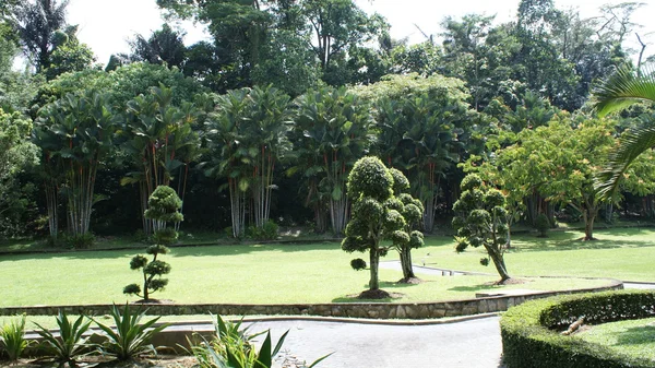 Flore malaisienne, beaucoup d'herbe verte et parc — Photo