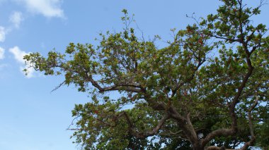 Porto Riko açık ve güzel doğası