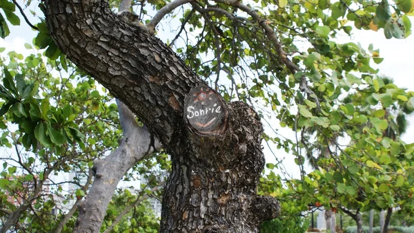 Natureza clara e agradável de Porto Rico — Fotografia de Stock