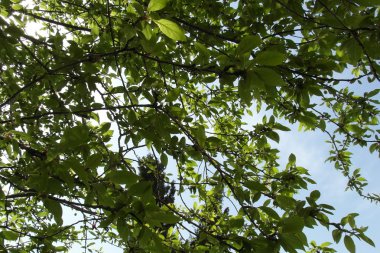 Mussera, Abhazya açık doğada