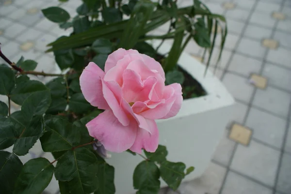 Natureza clara em Mussera, Abkhazia, rosa flor — Fotografia de Stock