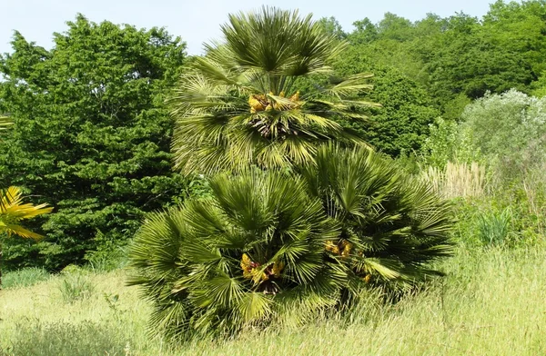 Jasné, příroda v Mussera, Abcházie — Stock fotografie