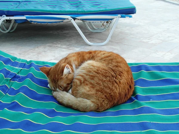 Rojo bonito gatito o gato — Foto de Stock