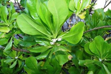 Hint Okyanusu, en iyi resort Maldivler