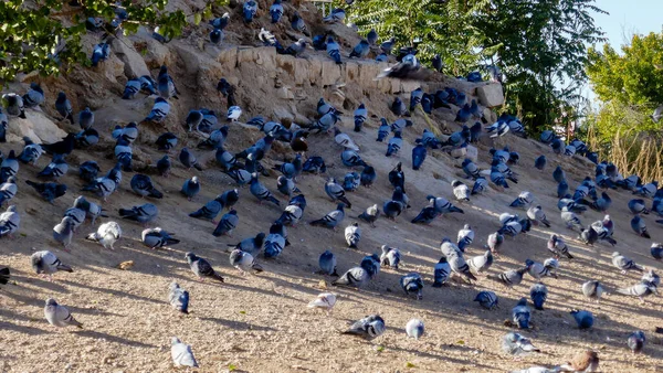 Csodálatos völgy Cappadocia, szokatlan megkönnyebbülés — Stock Fotó