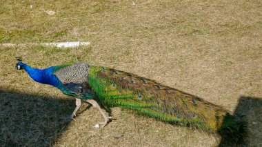 Muhteşem kuyruklu güzel tavus kuşu