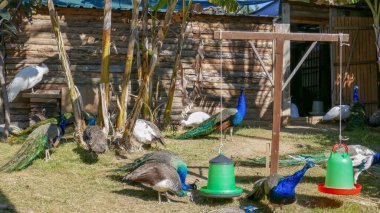 Muhteşem kuyruklu güzel tavus kuşu