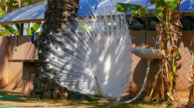 Muhteşem kuyruklu güzel tavus kuşu