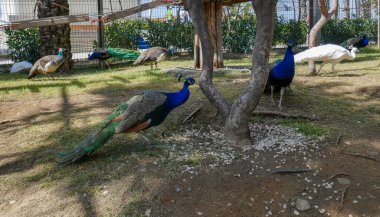 Muhteşem kuyruklu güzel tavus kuşu