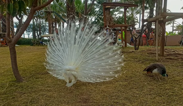 Beautiful peacock with amazing tail