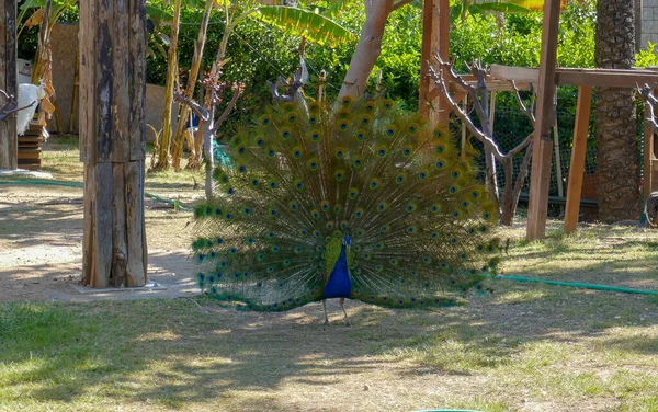 Beautiful peacock with amazing tail