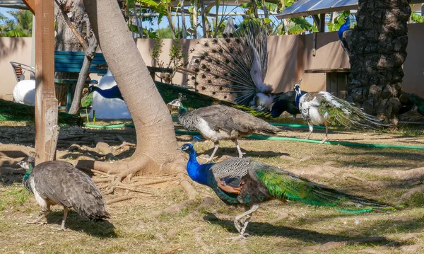 Beau paon avec queue incroyable — Photo