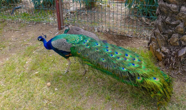 Vacker påfågel med fantastisk svans — Stockfoto