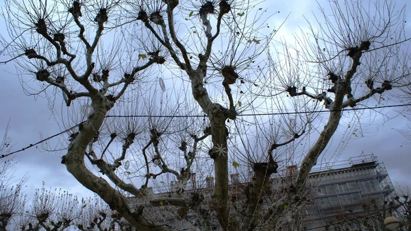 França, árvore no inverno — Fotografia de Stock