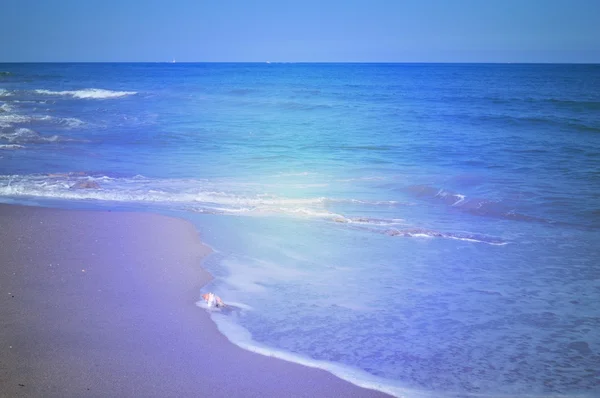 Seashell sahil üzerinde