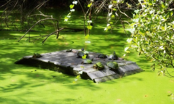 Turtle convention in the bog